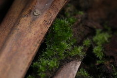 Rosulabryum