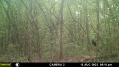 Cyanocorax yucatanicus