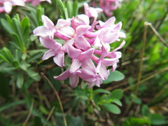 Daphne striata