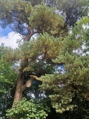 Pinus sylvestris