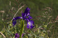 Iris latifolia