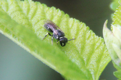 Hylaeus