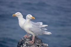 Larus hyperboreus
