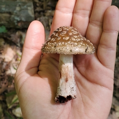 Amanita rubescens
