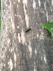 Camponotus pennsylvanicus