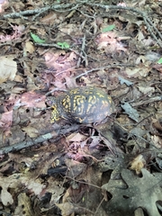 Terrapene carolina