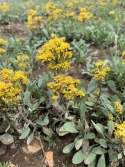 Solidago multiradiata
