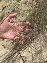 Sporobolus flexuosus