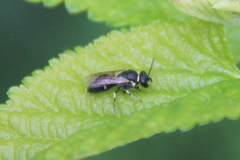 Hylaeus
