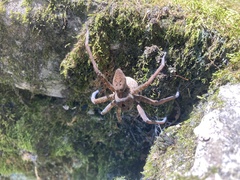 Dolomedes vittatus