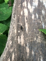 Camponotus pennsylvanicus