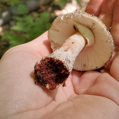 Amanita rubescens