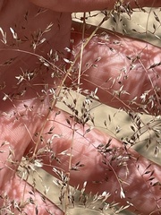 Sporobolus flexuosus