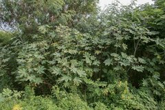 Ricinus communis