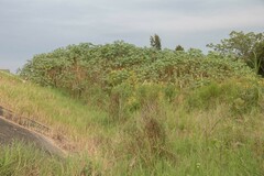 Ricinus communis