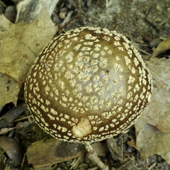 Amanita rubescens