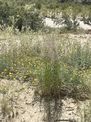 Sporobolus flexuosus