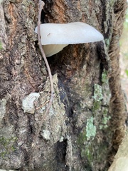 Pleurotus ostreatus