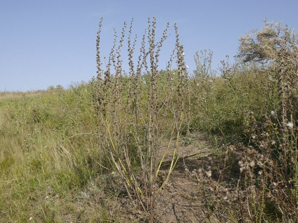 Alcea heldreichii (Alcea heldreichii)