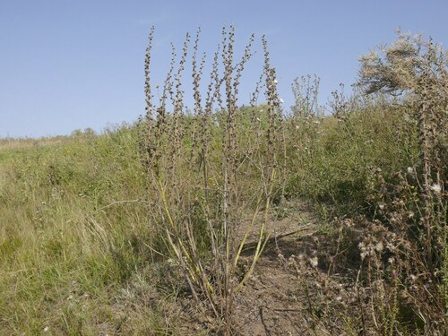 Heldreich's Hollyhock (Alcea heldreichii)