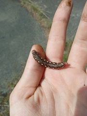 Hyles gallii