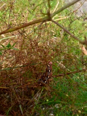Hyles gallii