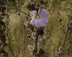 Alcea heldreichii