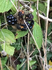 Mesembrina meridiana