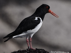 Haematopus ostralegus