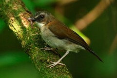 Chamaetylas poliocephala