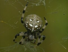 Araneus quadratus