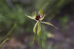 Caladenia crebra