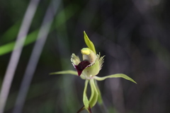 Caladenia crebra