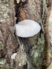 Pleurotus ostreatus