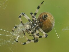 Araneus quadratus
