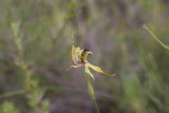 Caladenia crebra