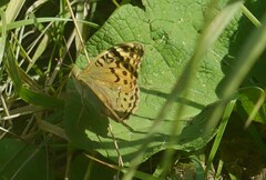 Argynnis pandora