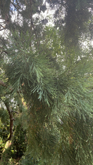 Sequoiadendron giganteum