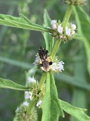 Phymata pennsylvanica