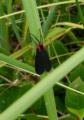 Ctenucha rubroscapus