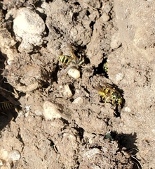 Vespula maculifrons