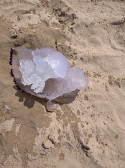 Rhizostoma pulmo