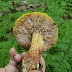 Baorangia bicolor