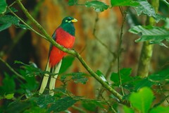 Apaloderma narina