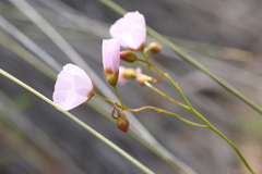 Drosera drummondii