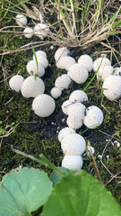Lycoperdon marginatum