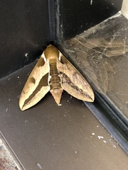 Hyles euphorbiae