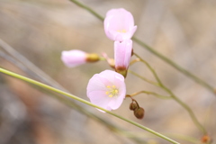 Drosera drummondii