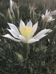 Mentzelia decapetala