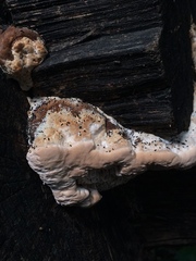 Fomitopsidaceae